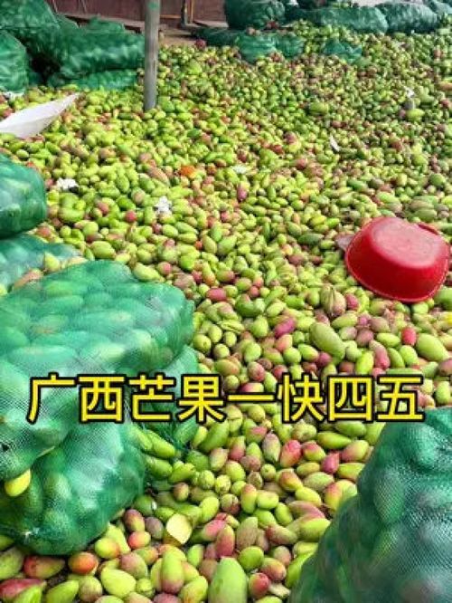 從枝頭到舌尖 百色金煌芒，新鮮應季的優質農產品